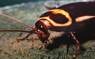 australian cockroach