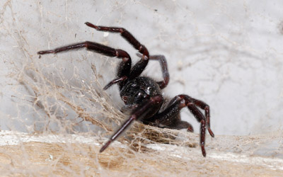 black house spider