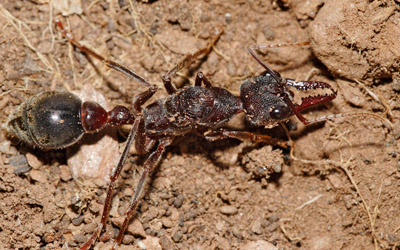 bulldog ant