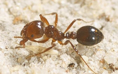 coastal brown ant