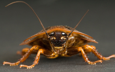 cockroach extermination