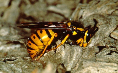 European Wasp