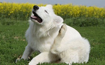 contact us for expert flea control