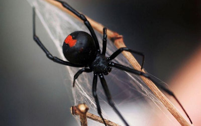 red back spider